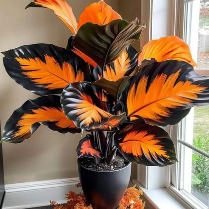 💚 ✨Premium Giant Tall Hosta Bulbs🔥Low-Maintenance, Shade-Loving & Comes Back Every Year