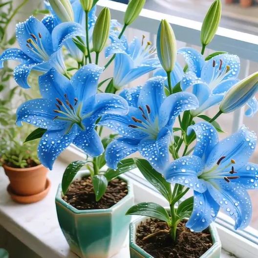 🌺🍷Double Bloom Lily Bulbs—Fresh and Sweet
