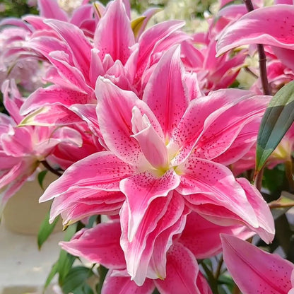 🌺🍷Double Bloom Lily Bulbs—Fresh and Sweet