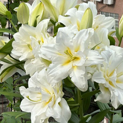 🌺🍷Double Bloom Lily Bulbs—Fresh and Sweet