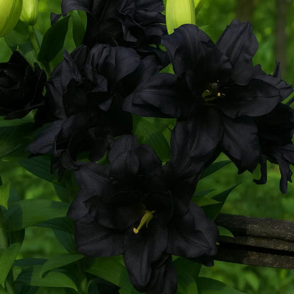 🌺🍷Double Bloom Lily Bulbs—Fresh and Sweet