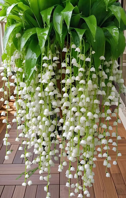 🌿 Hanging Lily of the Valley🌸 Elegance That Lasts Year After Year