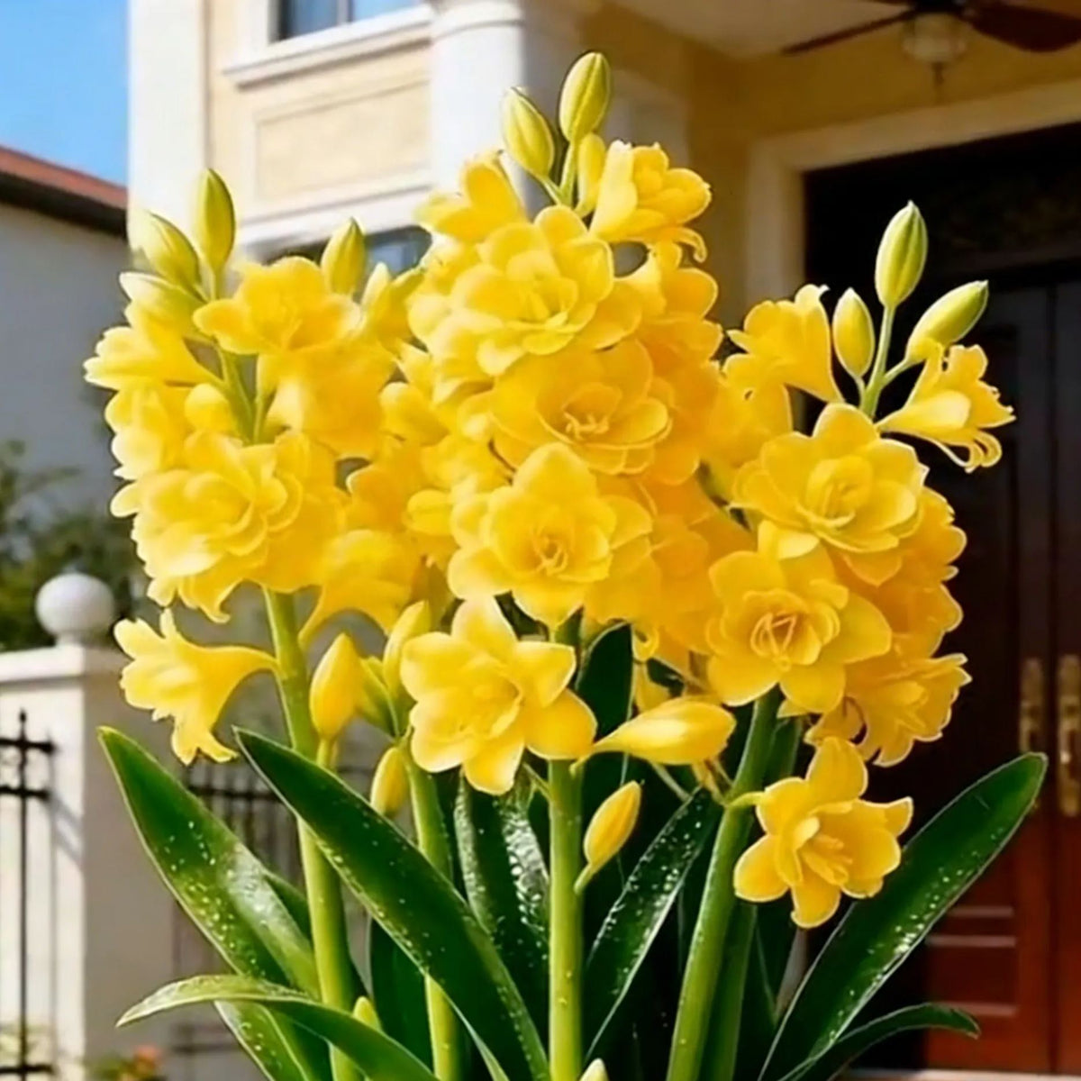 🌸 Double Fragrant Tuberose Bulbs — Let Every Evening Bloom With Sweet Scent ✨💫
