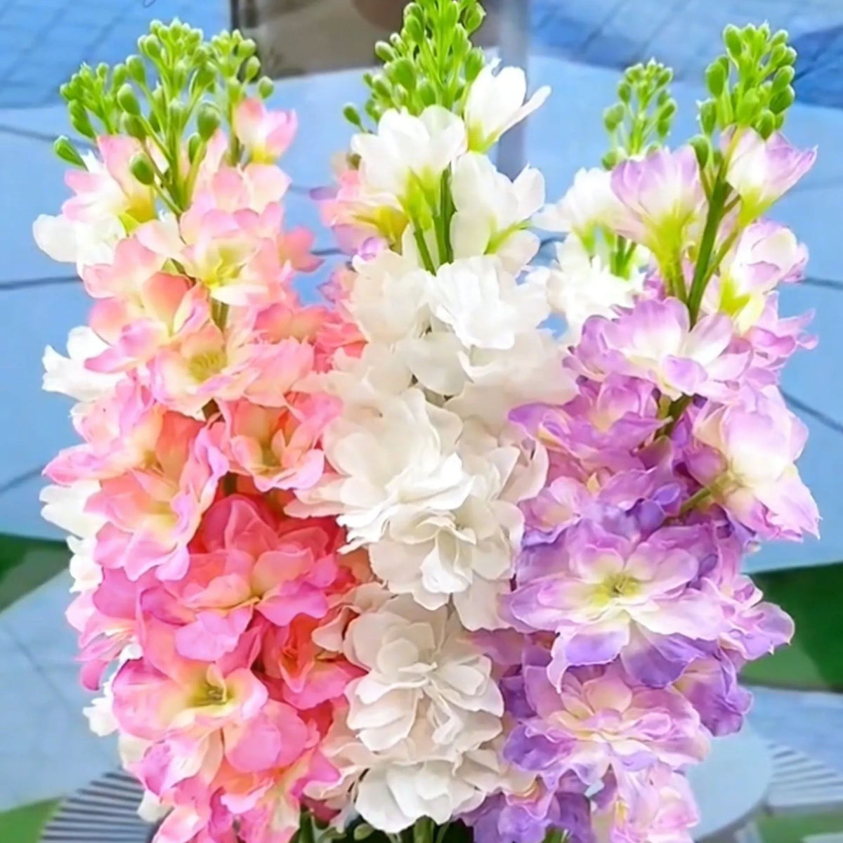 🌸 Double Fragrant Tuberose Bulbs — Let Every Evening Bloom With Sweet Scent ✨💫