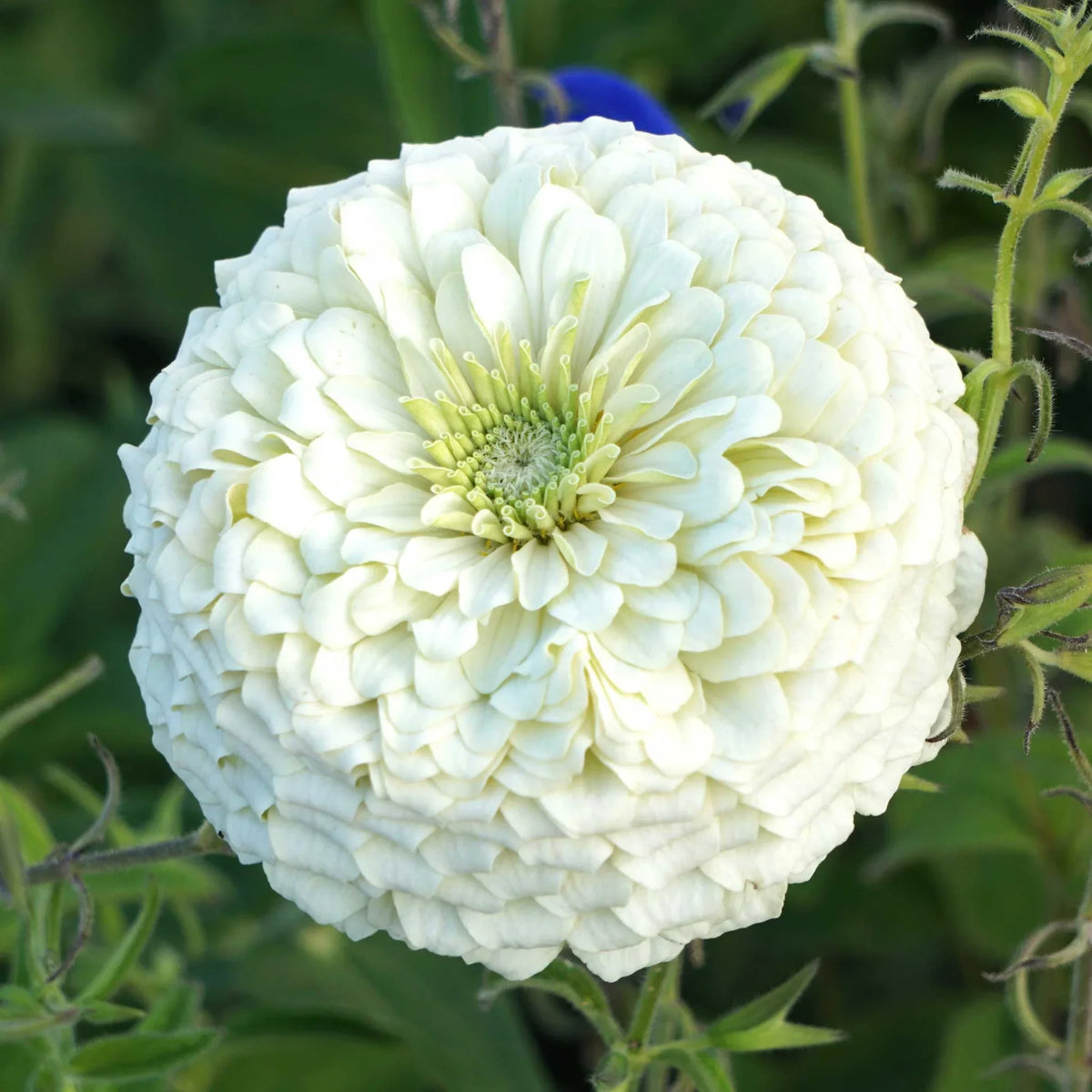 🔥Zinnia Seeds 🌼Grow a Burst of Color in Your Garden (Fast, Easy & Beginner-Friendly)